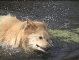 dog walking in river