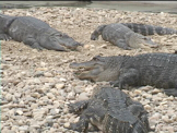 many alligators walking 