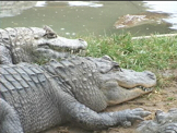 two alligators lying in wait