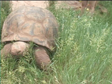 Giant Tortoise walking thru grass