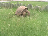 Giant Tortoise rubbing rock making noises