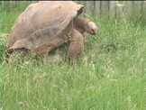 Giant Tortoise rubbing rock making noises