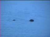 Sea Lions in the Bolinas Lagoon