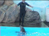 Dolphin doing tricks