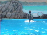 Dolphin doing tricks