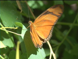 orange butterfly on flower