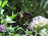 black  butterfly walking on flower