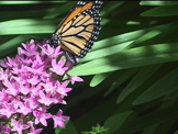 monardch  butterfly walking on flower