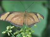 orange butterfly on flowers