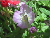 white moth  on flower