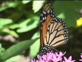 monarch butterfly on flower