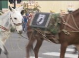 military mules in parade