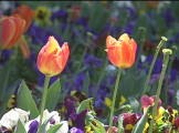 Two tulips in a bed of many flowers