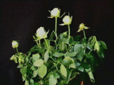 Time lapse decaying roses