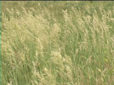 tall grass blowing in the wind