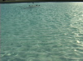 reflecting pool with birds