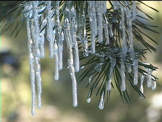 icicle hanging on pine tree