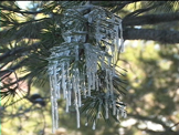 icicle hanging on pine tree