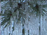 icicle hanging on pine tree