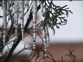 icicle hanging on pine tree