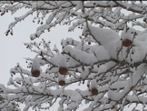 snow on tree