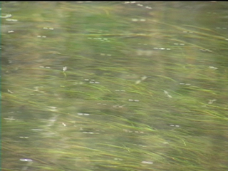 pollen floating above a stream