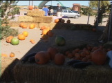 Scenes from a pumpkin patch