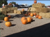 Scenes from a pumpkin patch