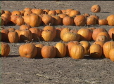 Scenes from a pumpkin patch